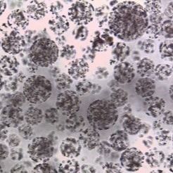 Calidad  Protein Purification Magnetic Agarose Beads 10 - 30 μm 20% Volume Ratio 50 mL Fábrica