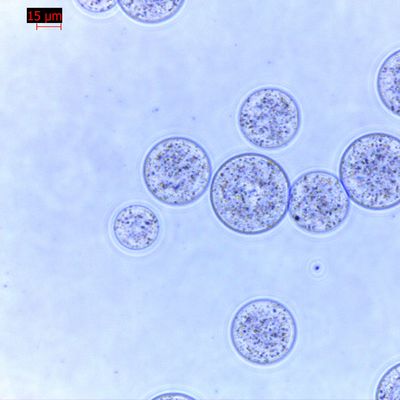 Calidad  Agrose Magnetic Beads Protein Purification 30 μm 10% Volume Ratio 100 mL Fábrica