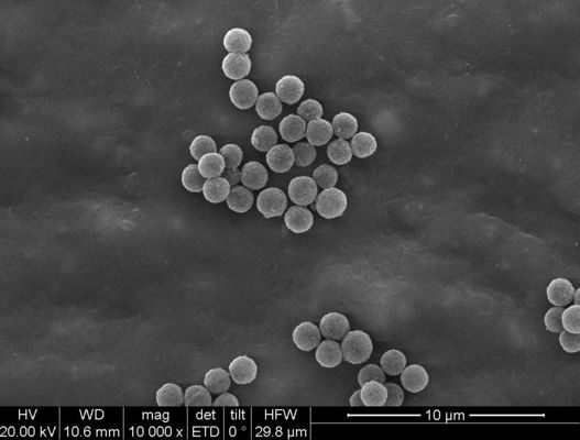 gotas magnéticas del 1μm Streptavidin para la célula de la quimioluminescencia que clasifica captura de la punta de prueba
