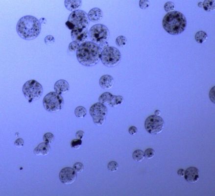 gotas magnéticas de la agarosa de 5 ml para la purificación 30 de la proteína - 150 ratio del volumen del μm 20%