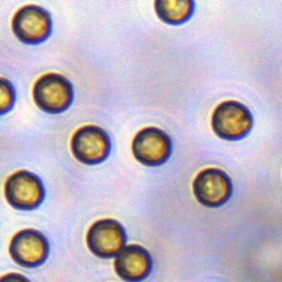 Streptavidin SA Magbeads de los 5μm para la captura de la punta de prueba 10 mg/ml 1 ml