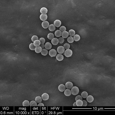 El SA Streptavidin encapsuló las gotas magnéticas 300nm para la captura de la punta de prueba 10 mg/ml 100 ml