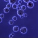 Gotas magnéticas de la proteína A de Agrose para el ratio del volumen de la purificación el 10% de la proteína 500 ml