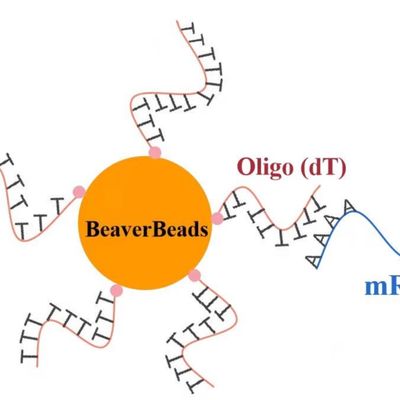 gotas magnéticas oligas de despegue del μm 1mL 2,8 para el equipo de construcción de la biblioteca de la DNA FDA