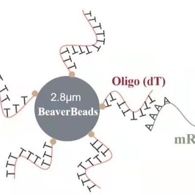 5 ml 2,8 del μm de despegue de las gotas de la DNA de construcción magnética oliga Kit Capture High Quality mRNA de la biblioteca