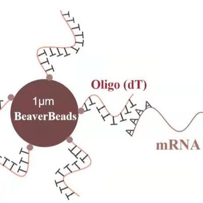 despegue magnético de Kit Oligo de la construcción de la biblioteca de la DNA de 5 del ml 1 gotas del μm ata mRNA A polivinílica