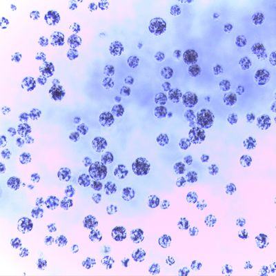 gotas magnéticas de la agarosa de 5 ml para la purificación 30 de la proteína - 150 ratio del volumen del μm 20%